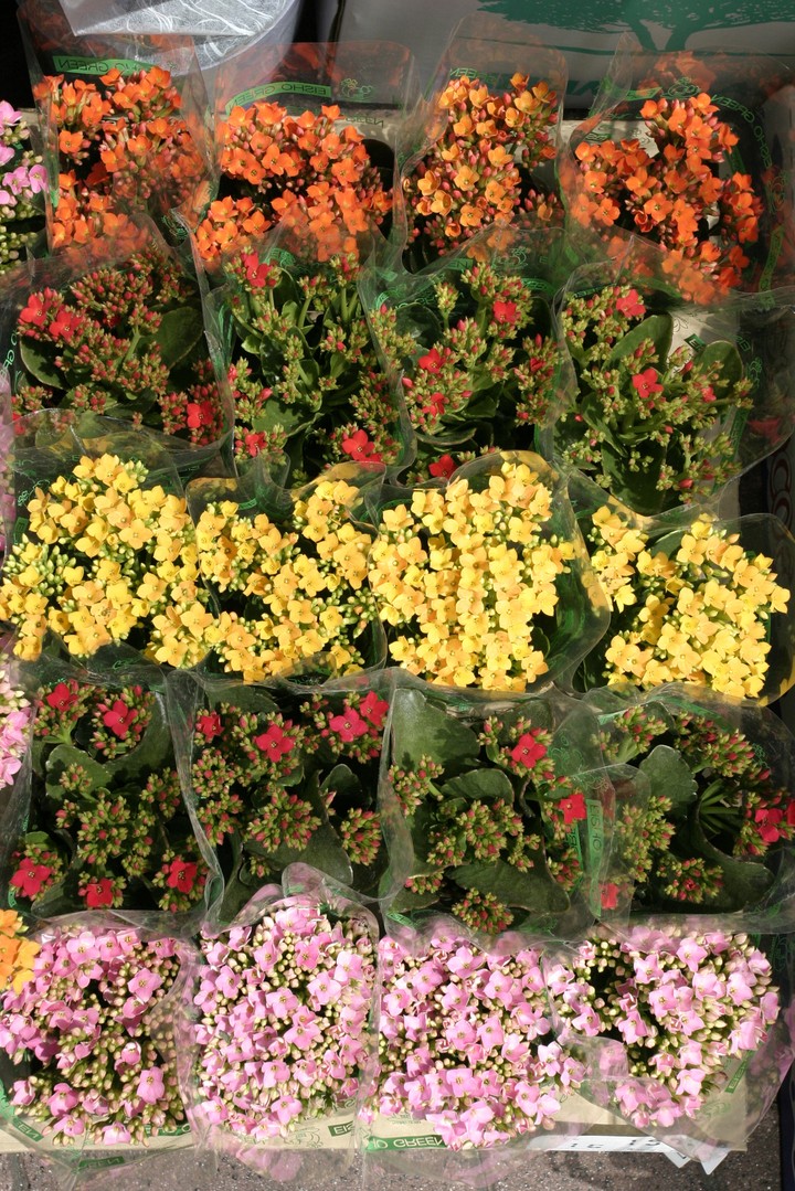 Plant