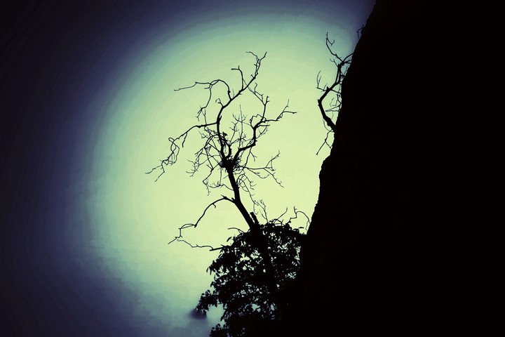 Branch of Tree