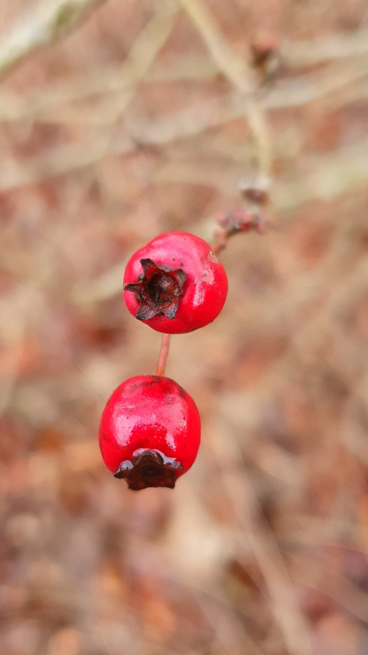 Natur