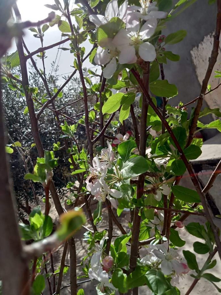 الربيع