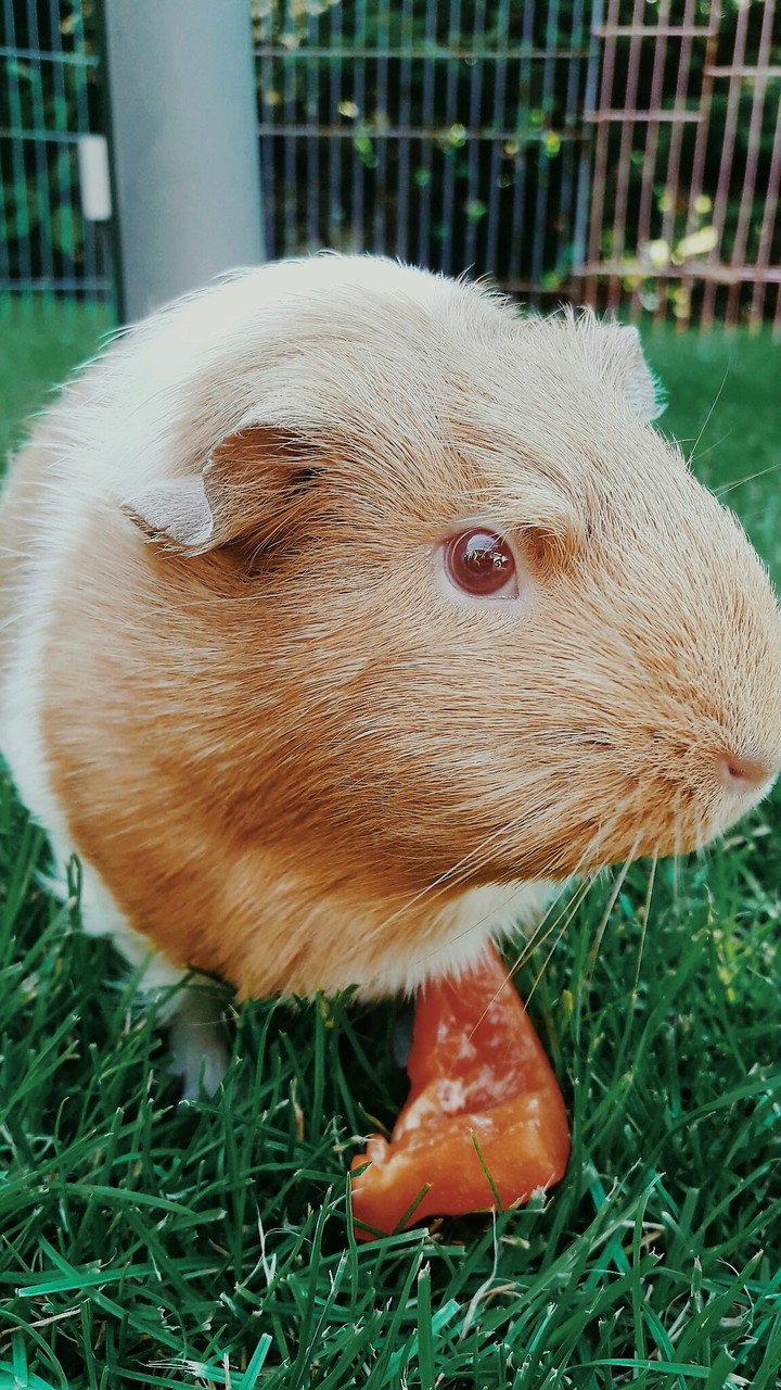 guinea pig