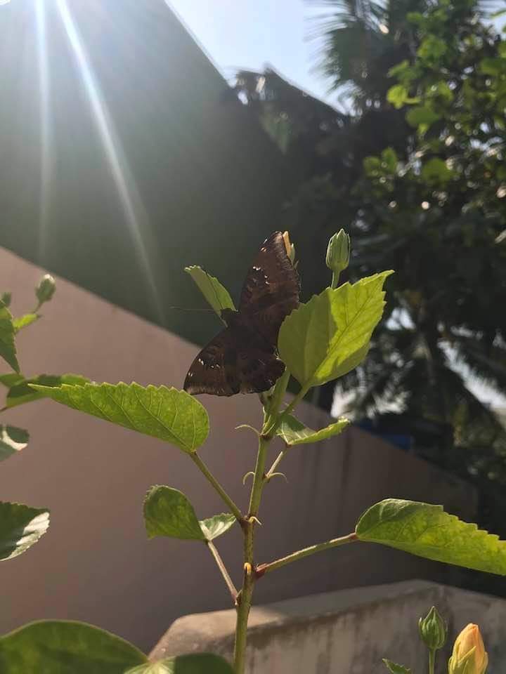 butterfly