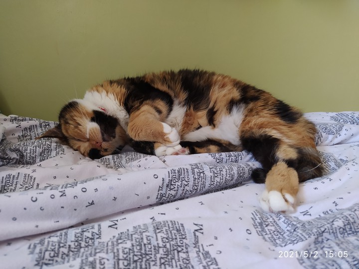 cat