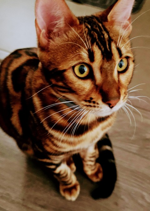 ταπετσαρίες felinae, whiskers