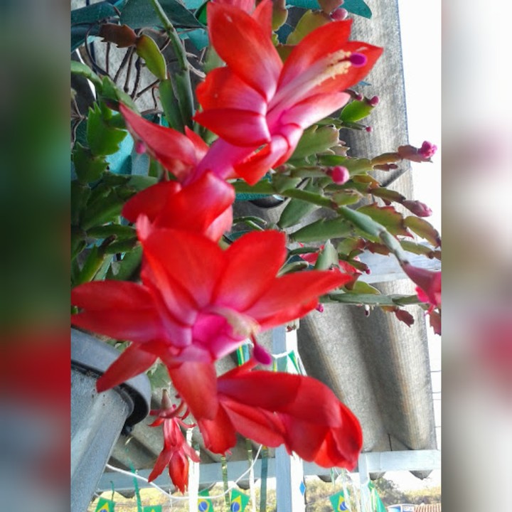 Flor de Maio