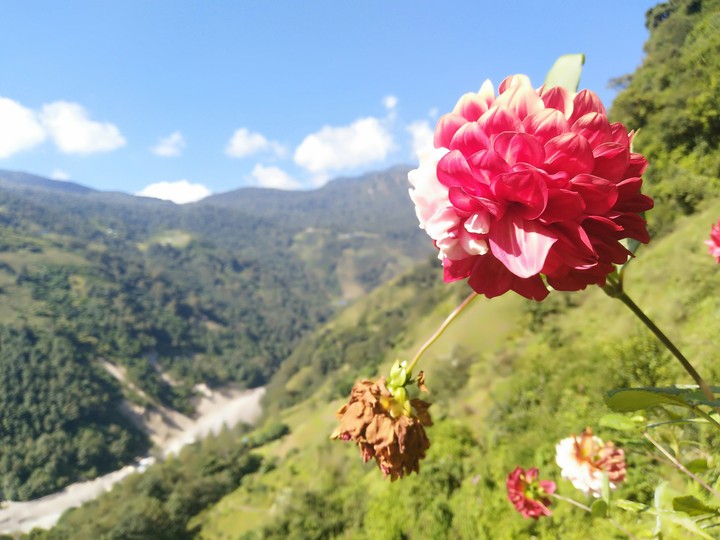 blooming flower and died flower