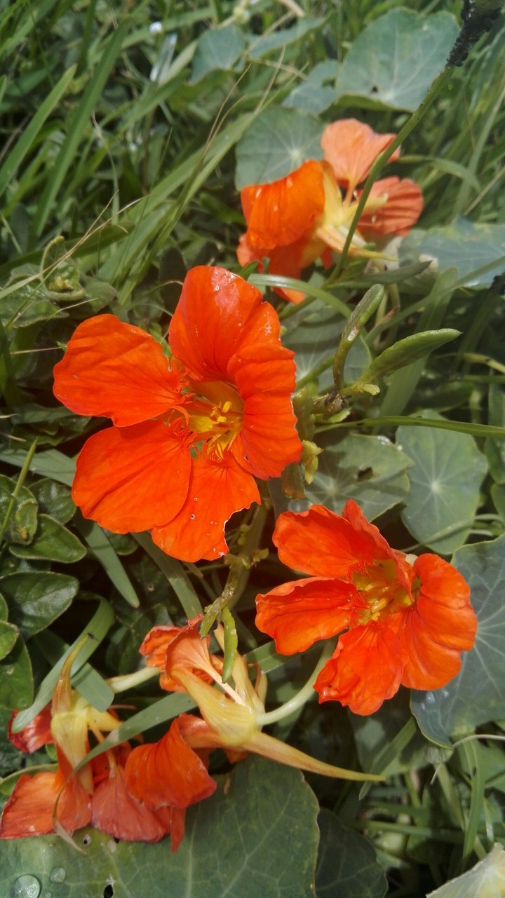 flower