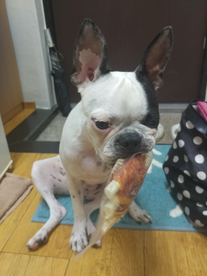 간식 주세요