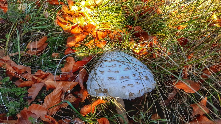 mushroom
