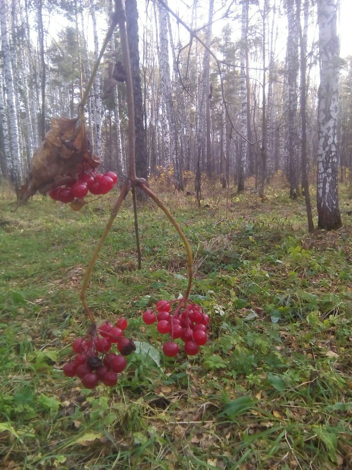 Осенний лес.
