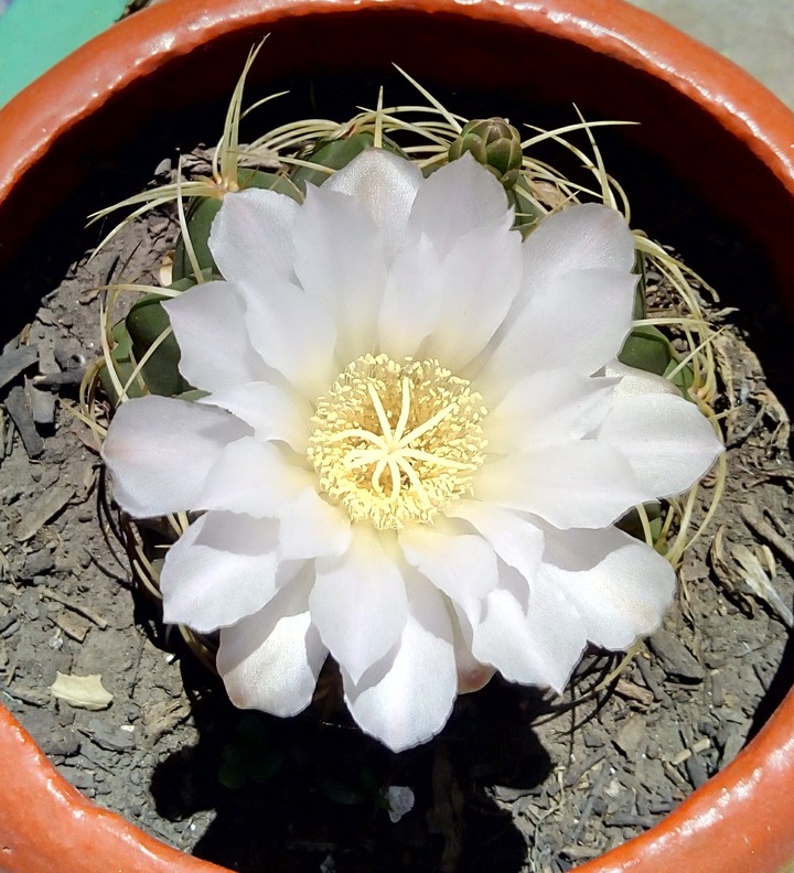 cactus
