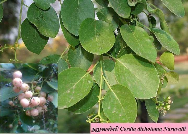 நறுவல்லி மரம்