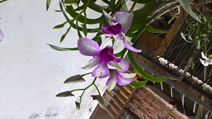 My orchids