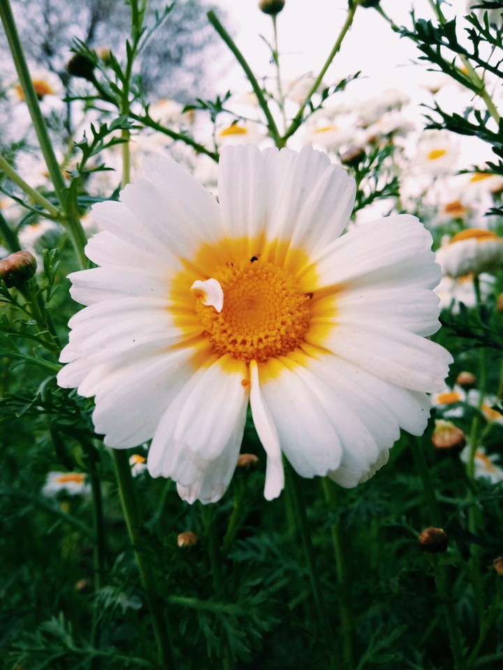 daisy