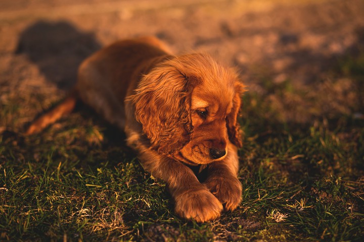 english cocker spaniel !