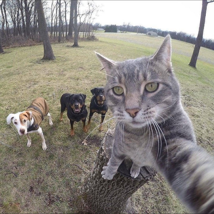 Pets