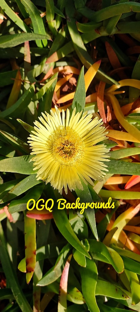 OGQ Backgrounds (click)