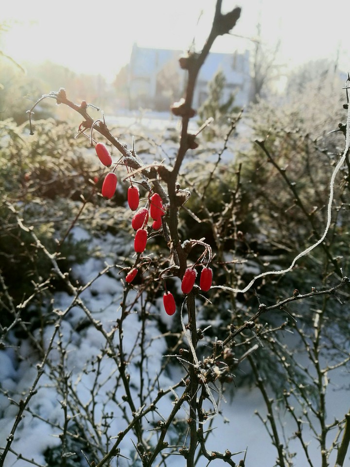 Red berries