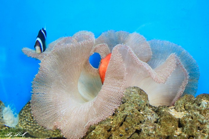 Đại dương gần
