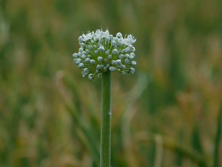 onion flowers