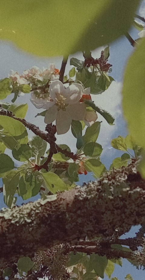 fleur blanche de pommier