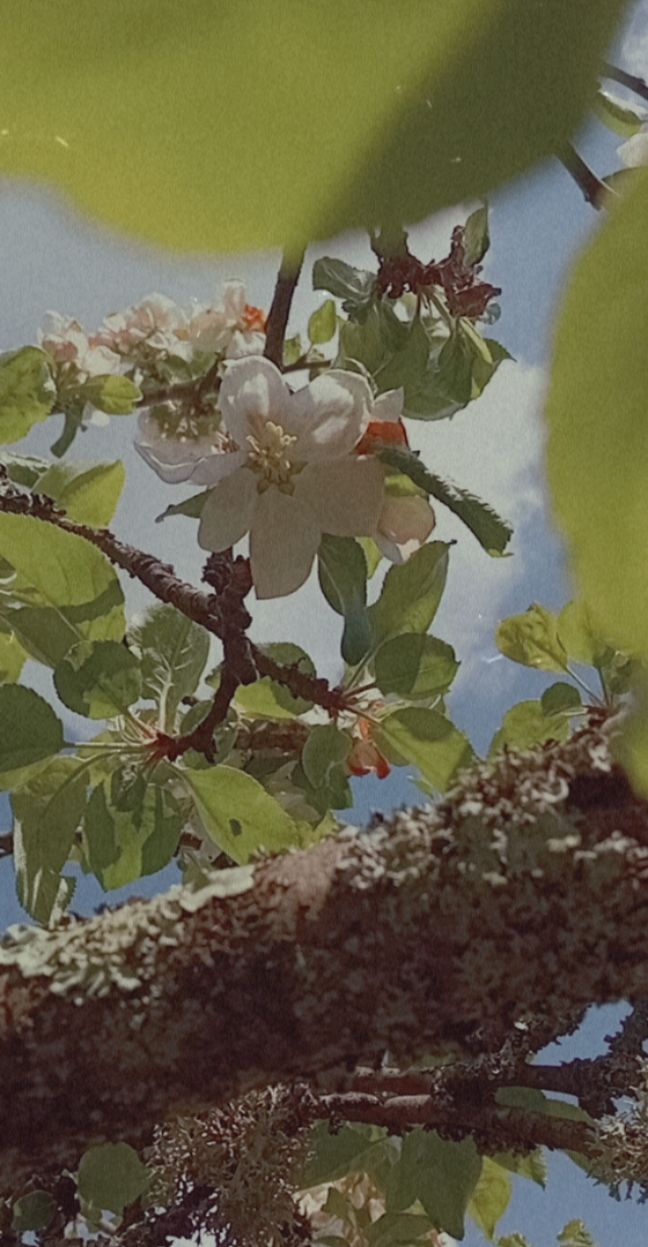 fleur blanche de pommier
