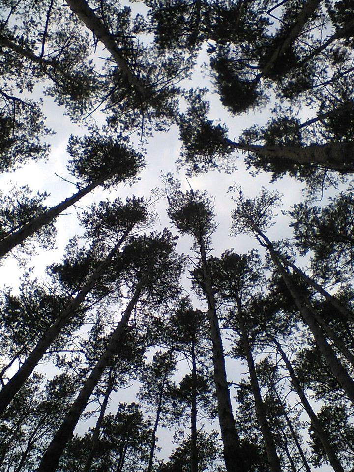 Dark forest