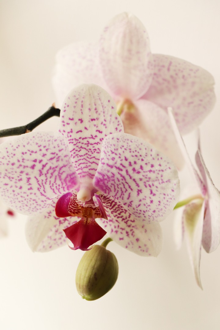 Speckled orchid blossom