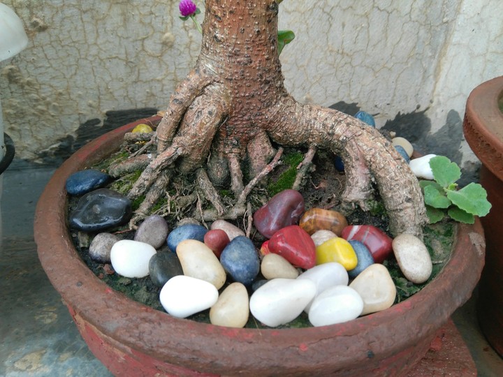 pebbles at pot