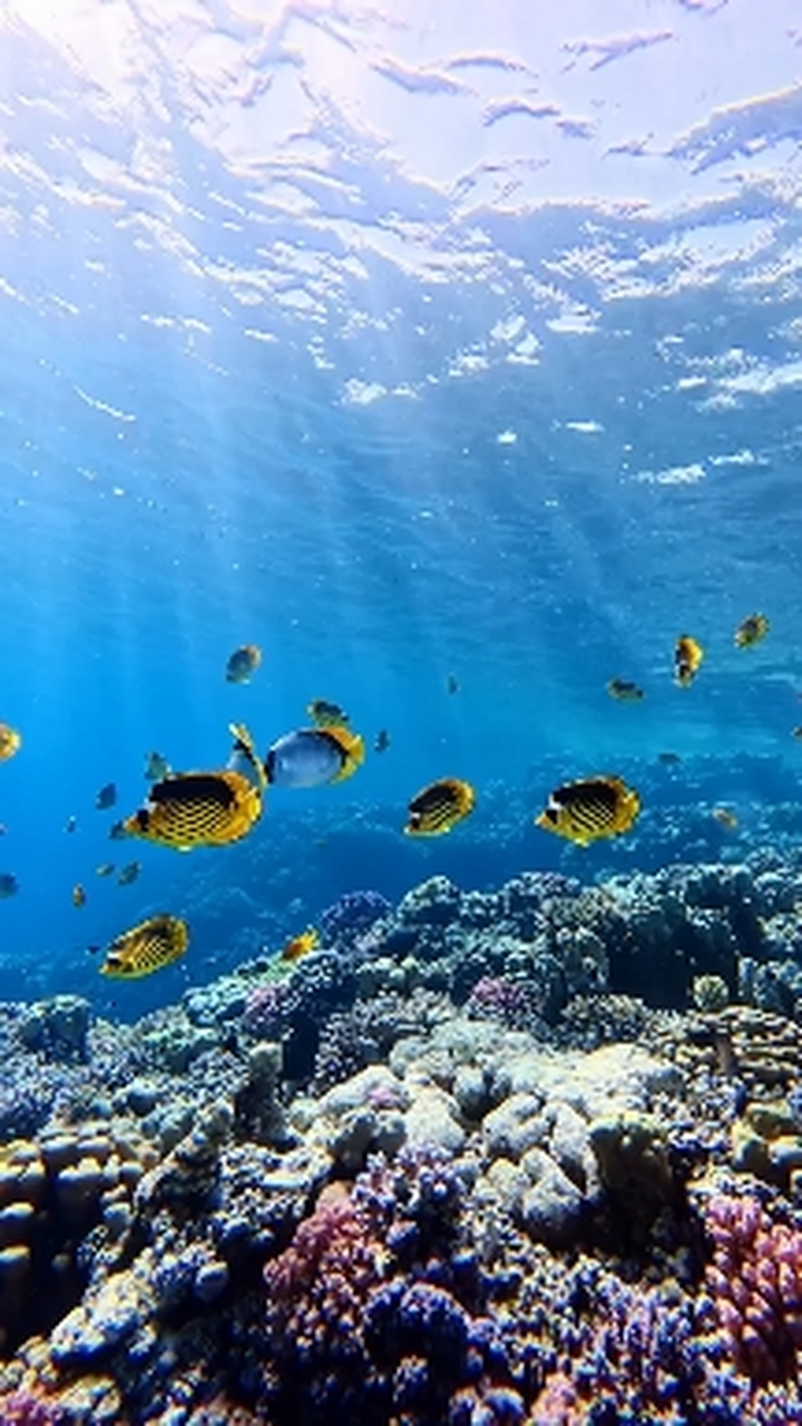 sea