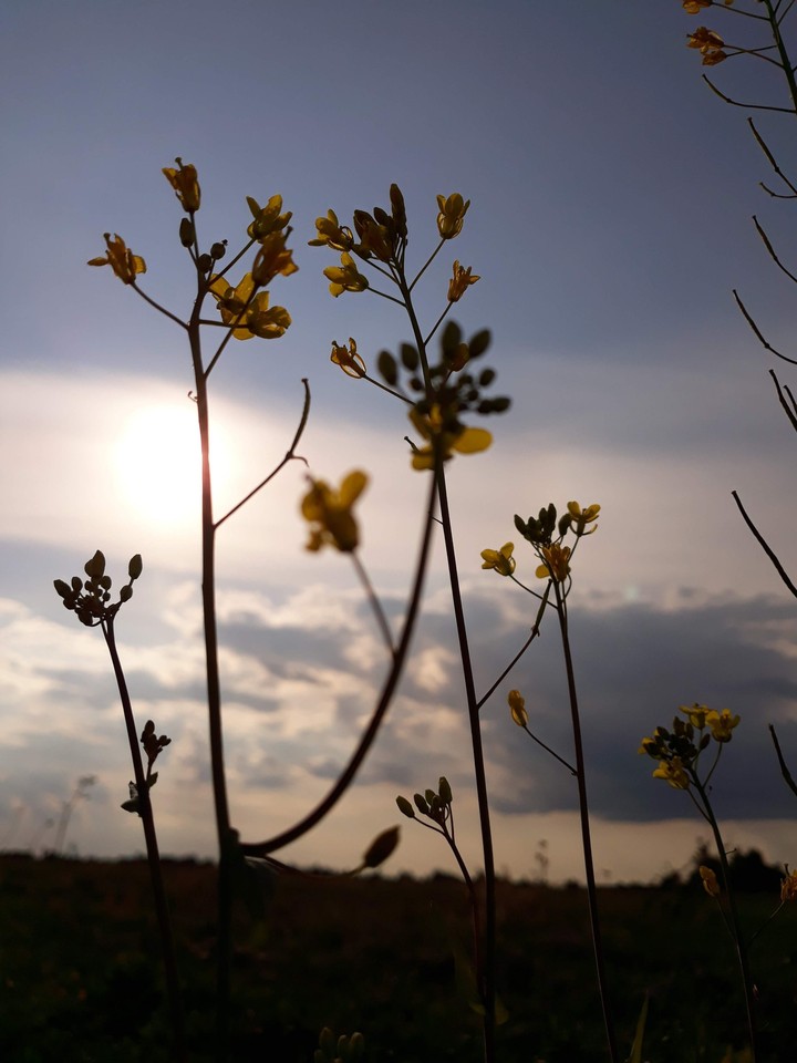 Flowers of Ukraine