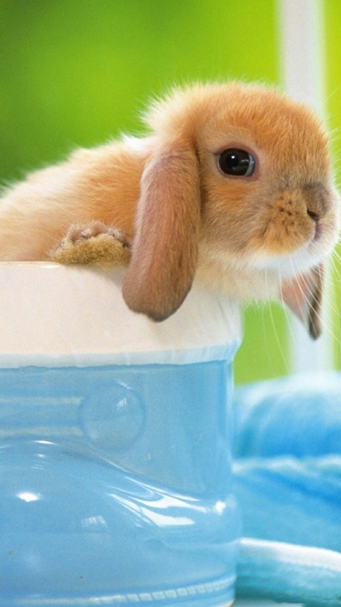 sfondi rabbit, mammal