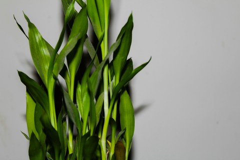 GREEN LEAVES