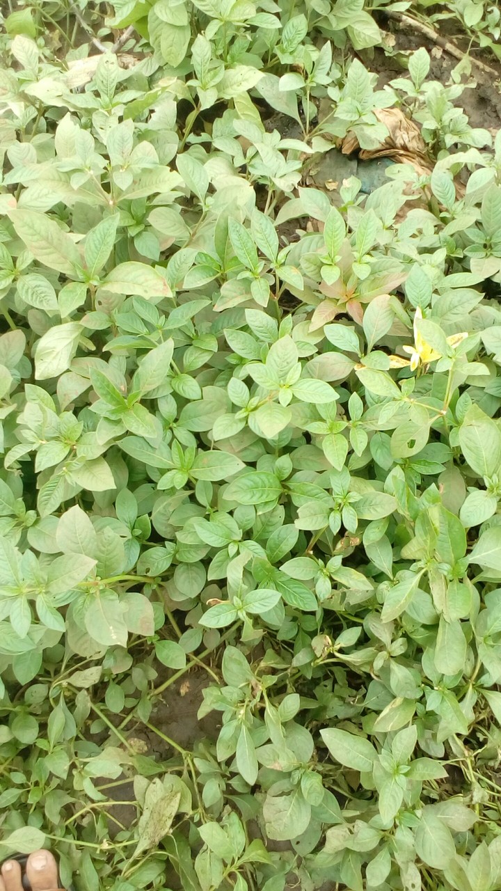 leaves