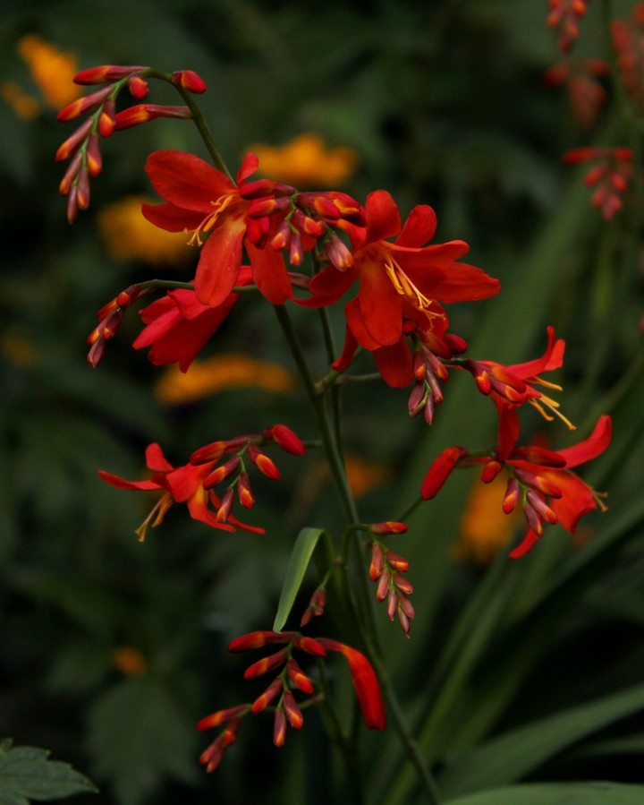 Red Flower