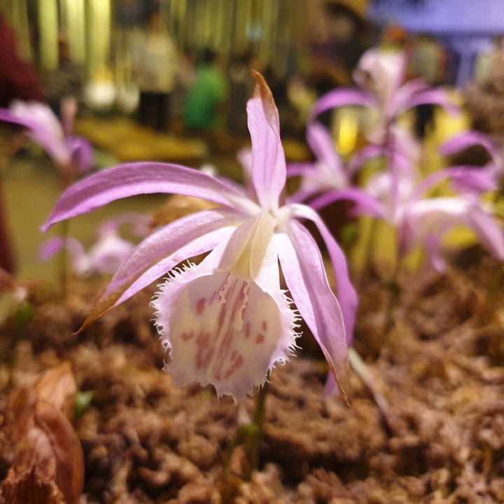 orchid