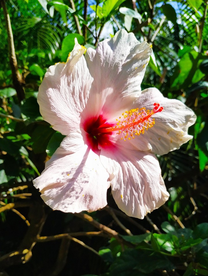 hibiscus ?