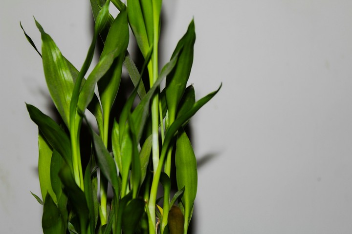 GREEN LEAVES