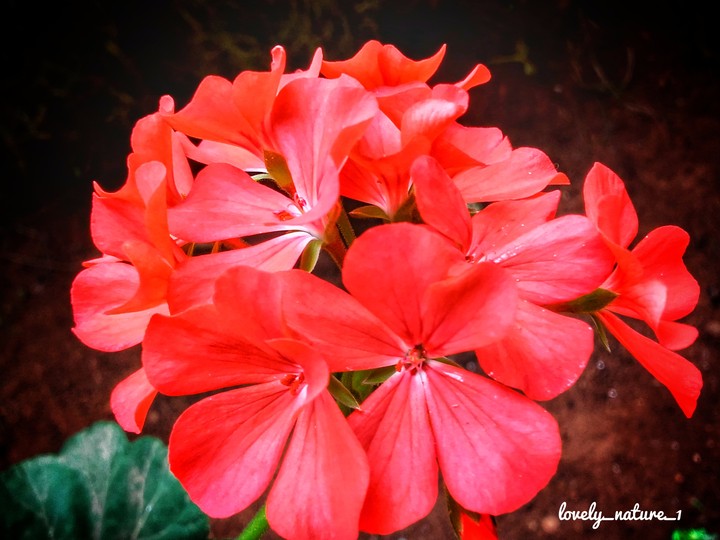 Flowers