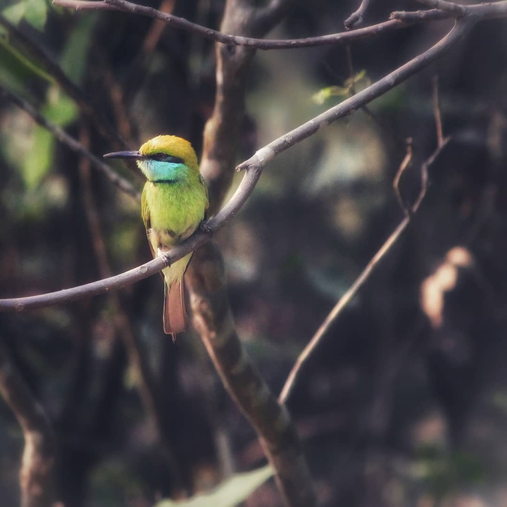 green bee-eater