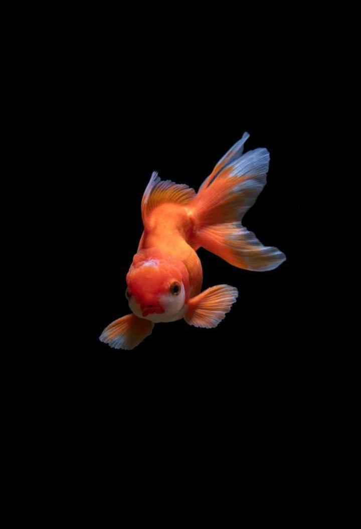 Fish ❣️✌️