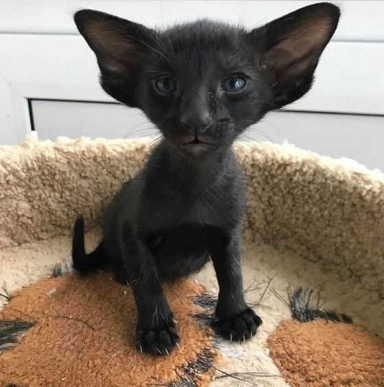 Little oriental