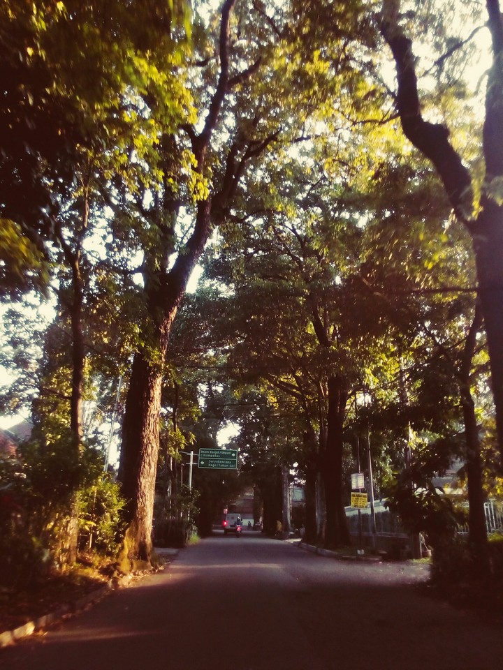Road and Trees