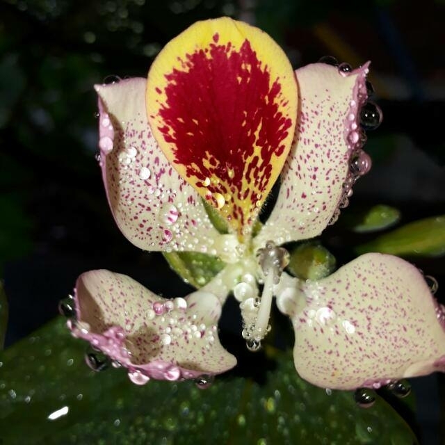 flower in the rain