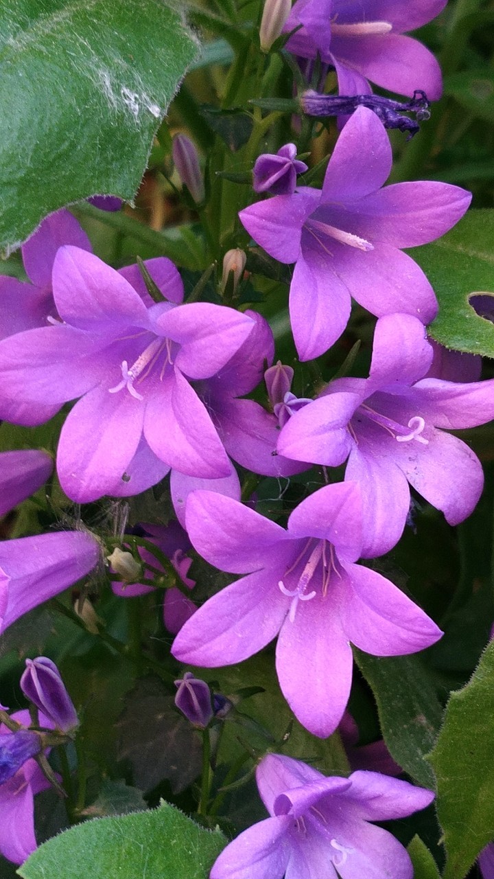 Lilac flowers