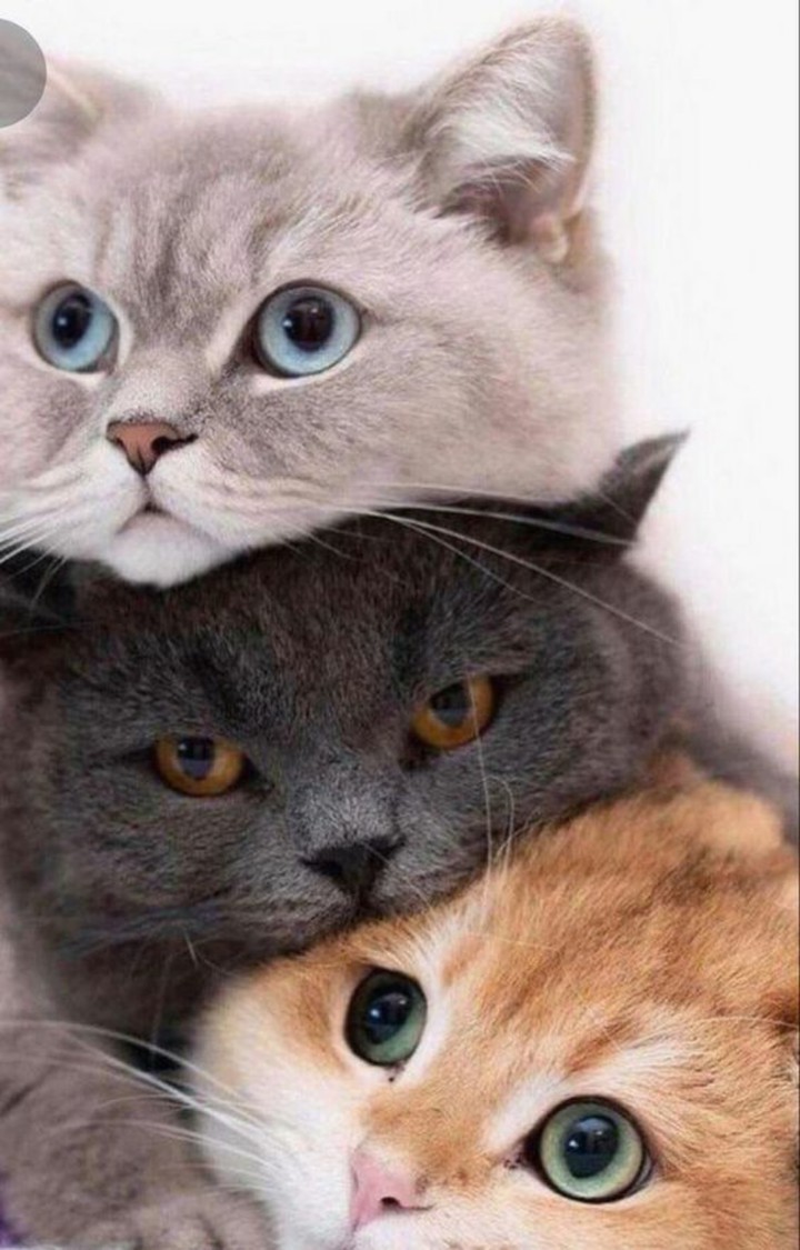 котики