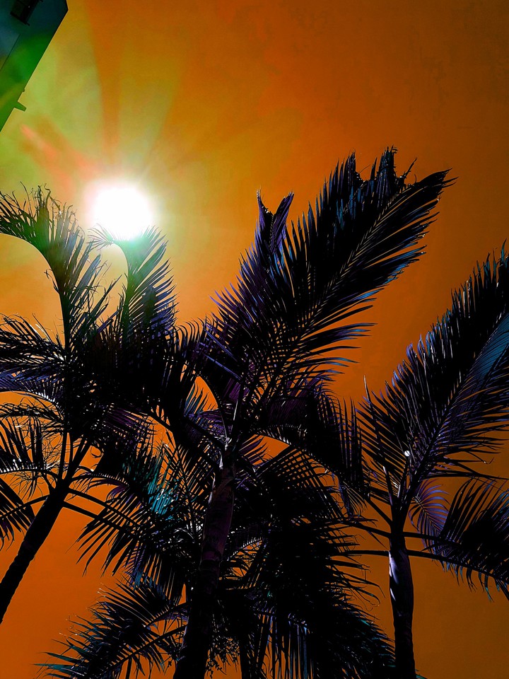 Palm tree