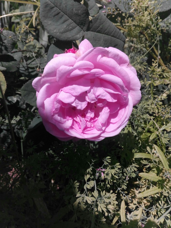 Roses