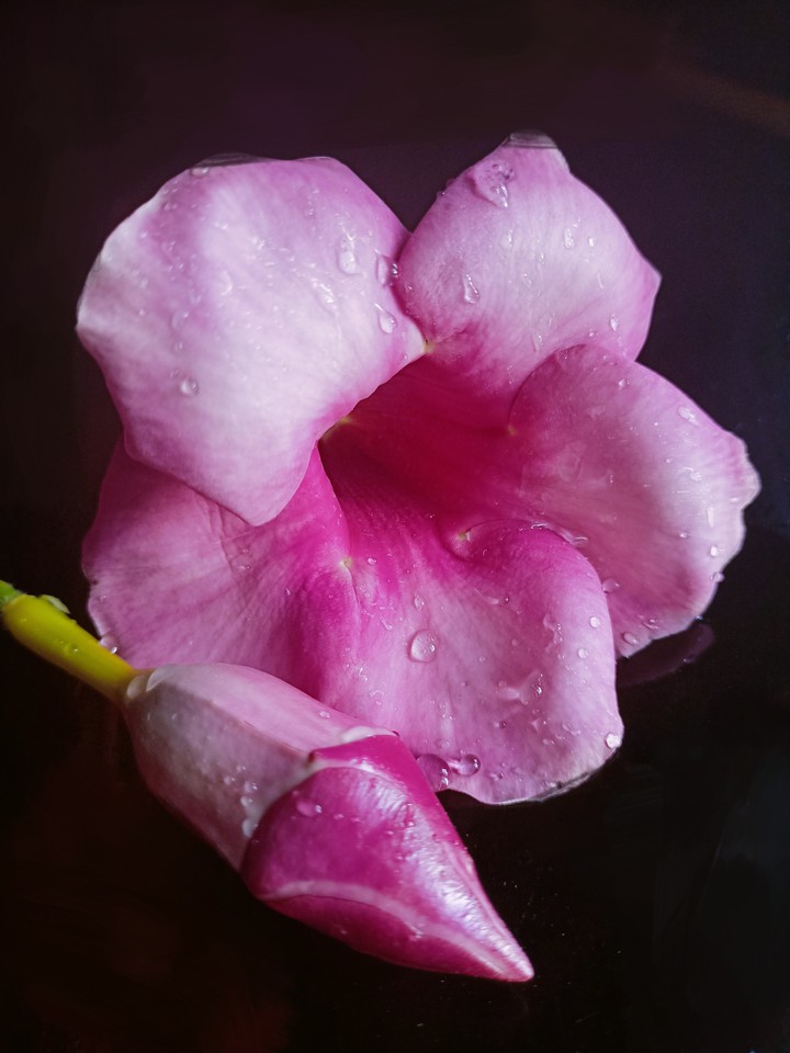 purple