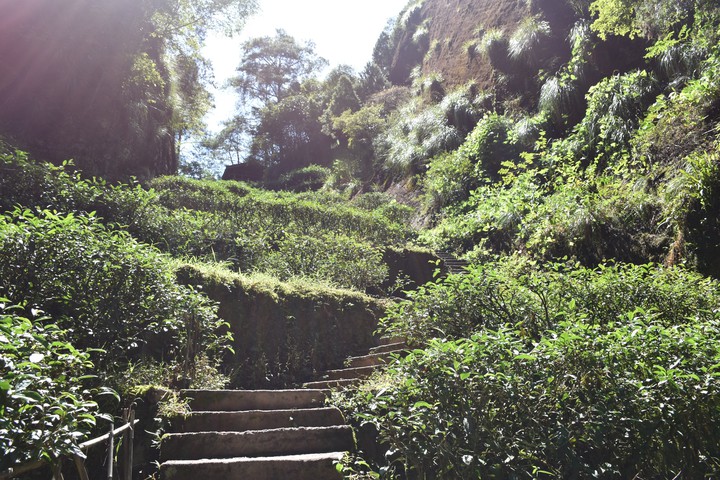 tea garden